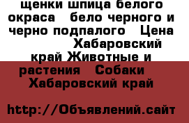 щенки шпица белого окраса , бело-черного и черно-подпалого › Цена ­ 48 000 - Хабаровский край Животные и растения » Собаки   . Хабаровский край